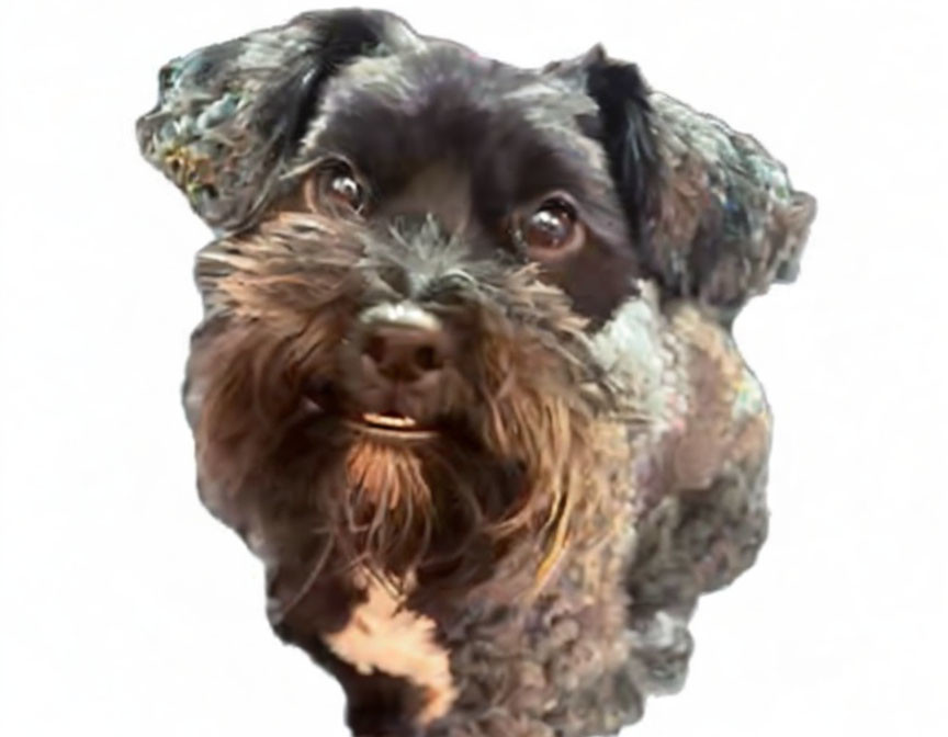 Shaggy black and gray dog with attentive expression on white background