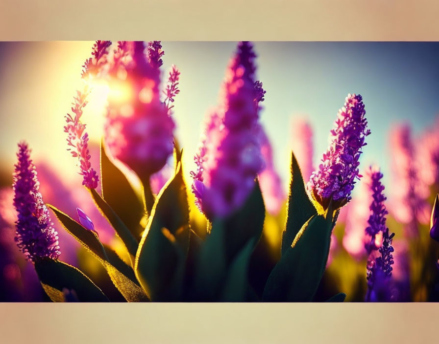 Vibrant purple flowers in golden sunlight with soft-focus background