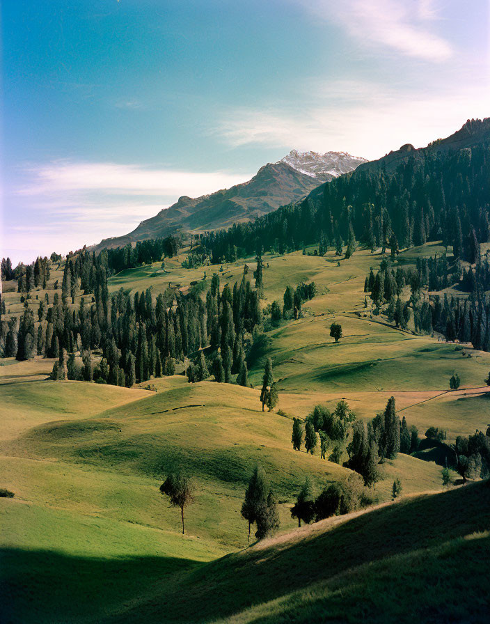 Tranquil landscape: rolling hills, trees, snow-capped mountains