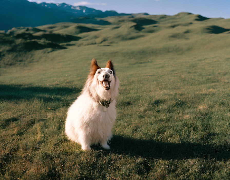 Fluffy White Dog in Grassy Field with Hills and Blue Sky