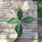 Three vibrant green leaves on weathered wooden planks in forest setting