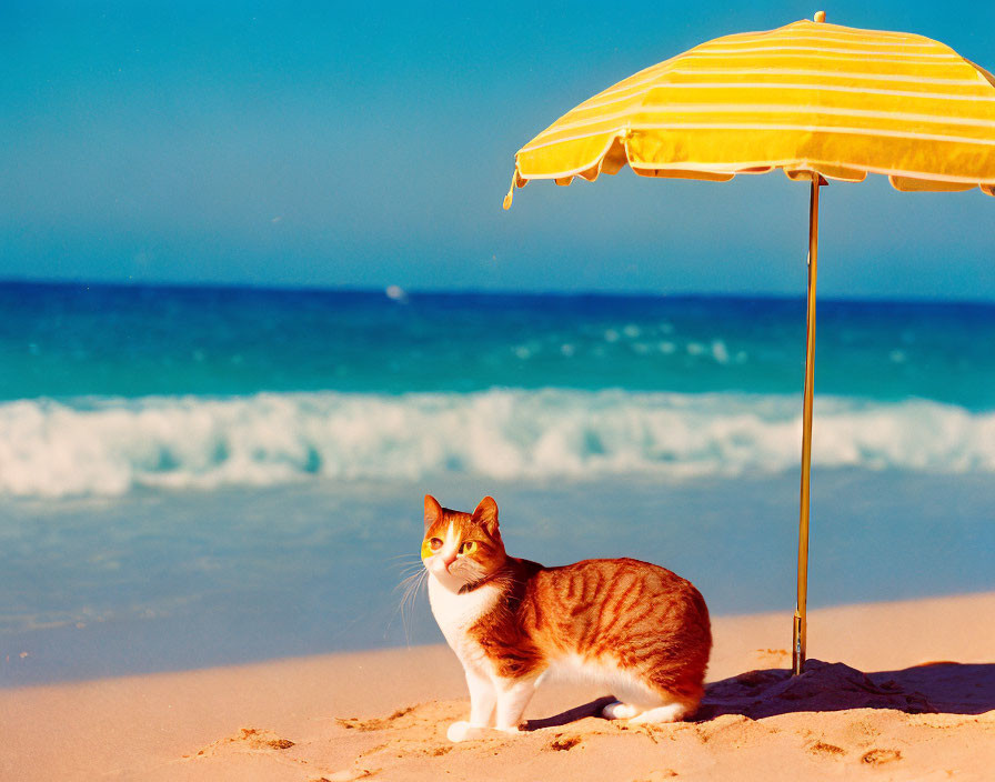 Orange and White Cat Under Yellow Striped Umbrella on Sunny Beach