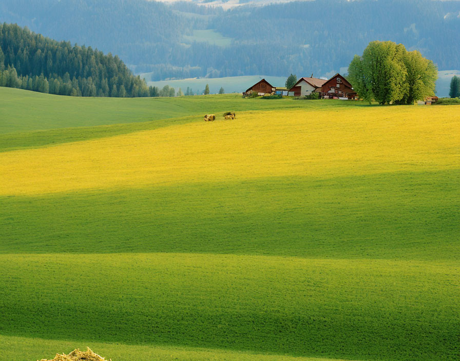 Scenic countryside landscape with green hills, yellow flower field, grazing cows, and distant houses.