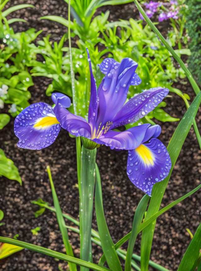 Purple Iris with Water Droplets Surrounded by Green Foliage