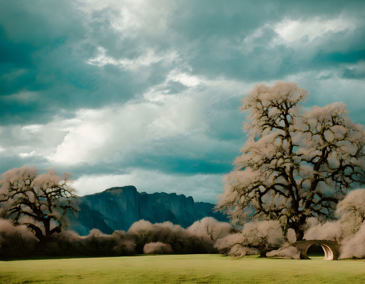 White Blossom Trees under Dramatic Sky with Small Bridge