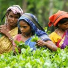 Vintage-clad women gathering flowers in lush garden with wide-brimmed hats