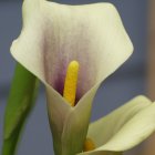 Close-Up Painting of White Calla Lily on Dark Blue Background