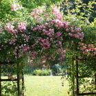 Idyllic garden with lush greenery and pink flowering tree in serene landscape