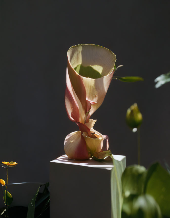 Pink and Green Sculptural Plant on White Pedestal with Foliage in Soft Focus