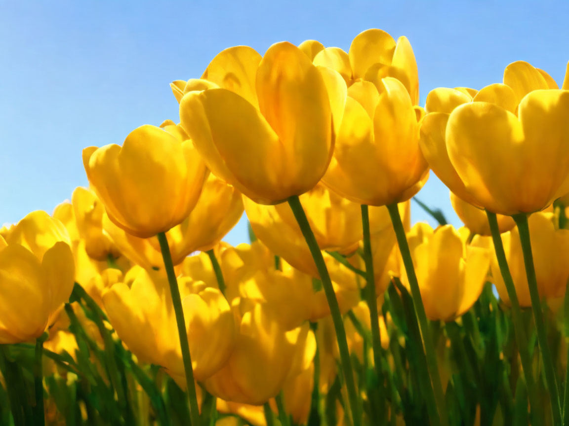 Bright yellow tulips under clear blue sky showcase vibrant beauty.