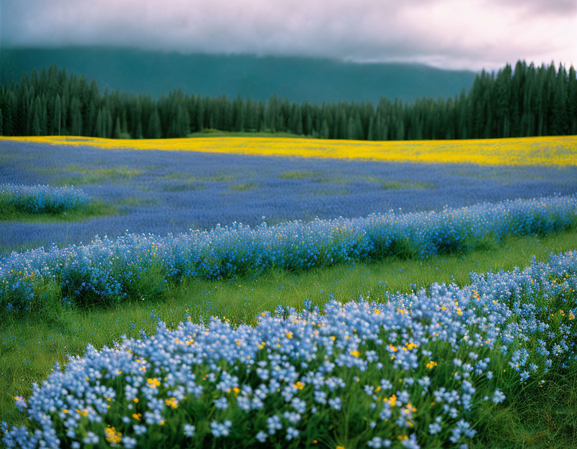 Lush blue and yellow wildflowers in forest scenery