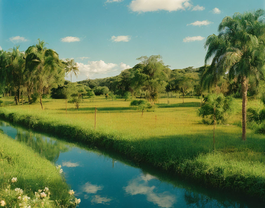 Tranquil river, lush fields, tall palm trees under blue sky