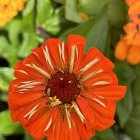 Vibrant orange flower with bumblebee and greenery