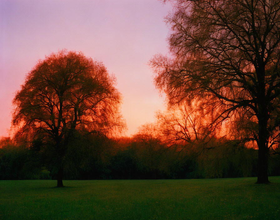 Tranquil park sunset with vibrant orange skies and leafy trees