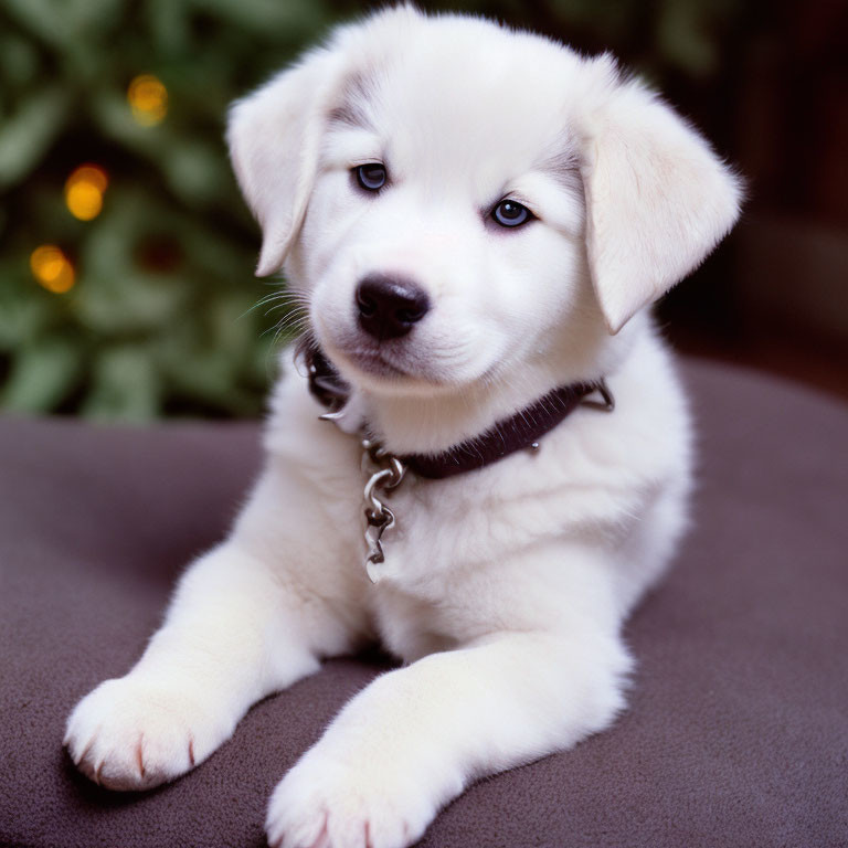 Fluffy White Puppy with Blue Eyes on Gray Cushion