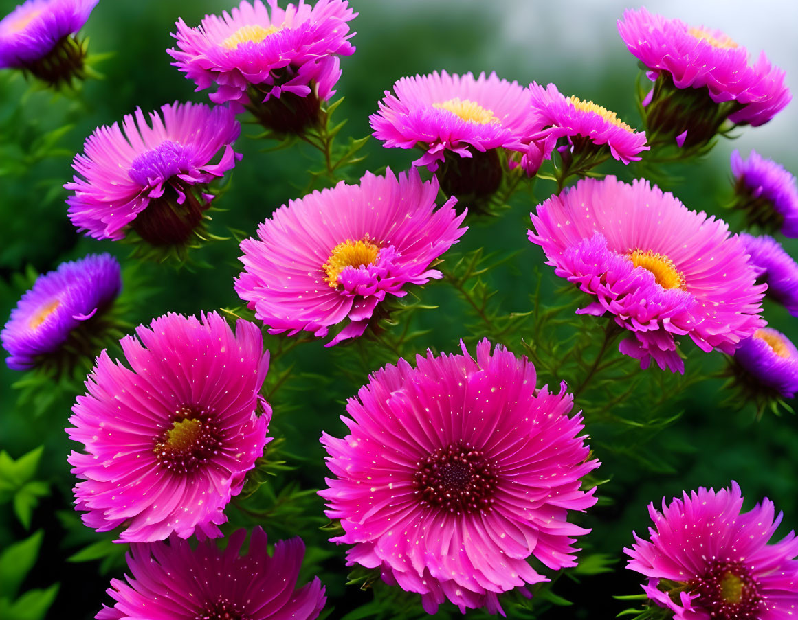 Pink Asters with Yellow Centers and Green Foliage in Background