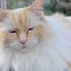 Fluffy Tan and White Cat with Amber Eyes in Field of Green Grass and Purple Flowers