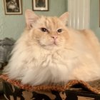 Fluffy orange and white cat with yellow eyes on table with green vase, plant, vintage wallpaper