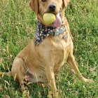 Stylized brown dog with soulful eyes in bow tie among white flowers