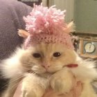 Fluffy Ginger and White Cat with Blue Eyes and Pink Flower in Field