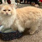 Patterned Orange and White Cat on Cushion with Decorative Backdrop