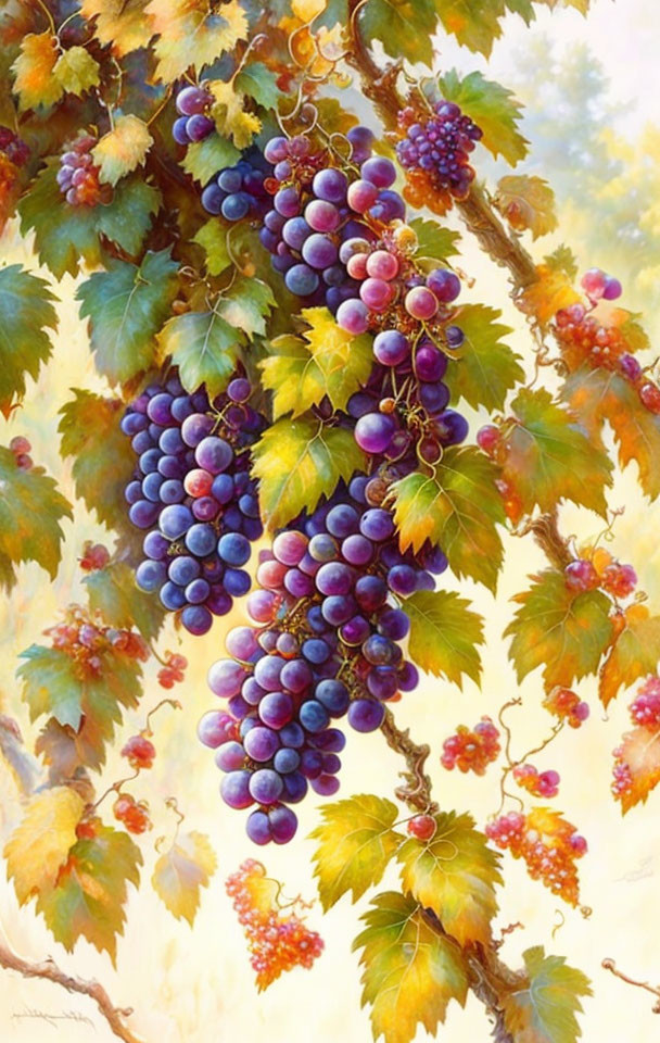 Still Life: Ripe Purple Grapes on Vine with Green Leaves