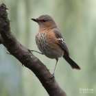 Colorful fantastical bird perched in blooming foliage