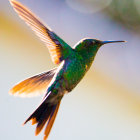 Colorful hummingbird watercolor painting with dynamic background