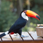 Vibrant toucan on wooden railing with green foliage background and drum.