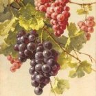 Still Life: Ripe Purple Grapes on Vine with Green Leaves