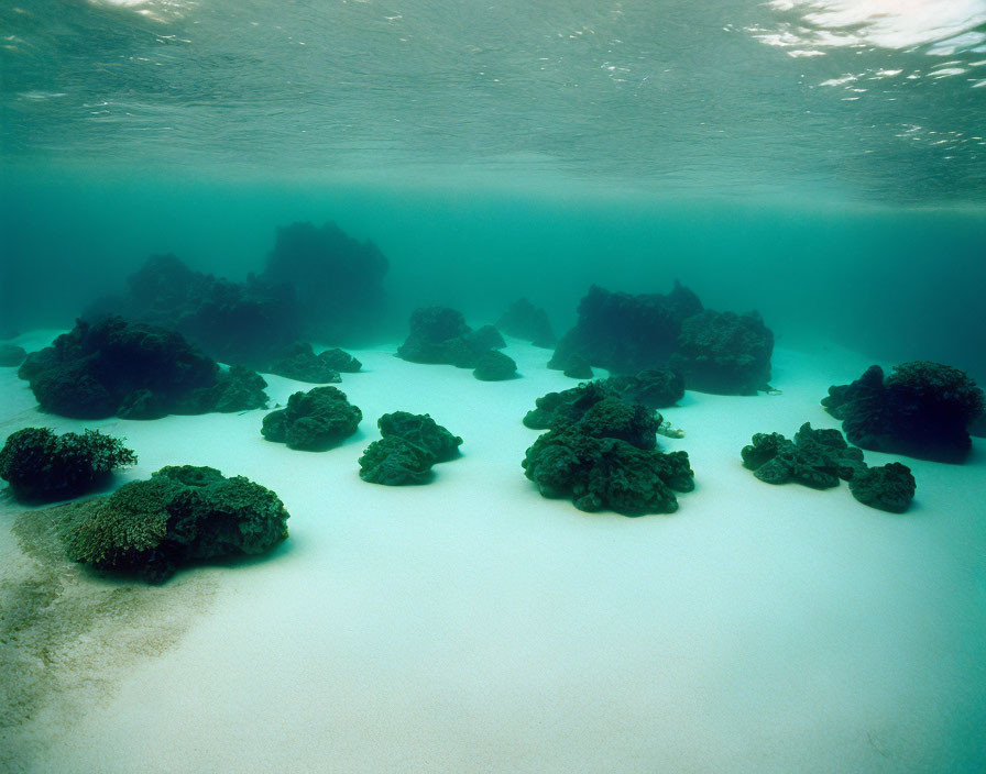 Serene Underwater Coral Reef with Sandy Bottom and Rock Formations