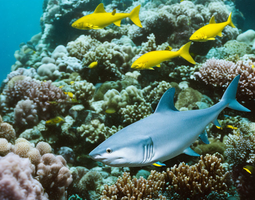 Marine life: Shark, yellow fish, coral reef in clear blue water