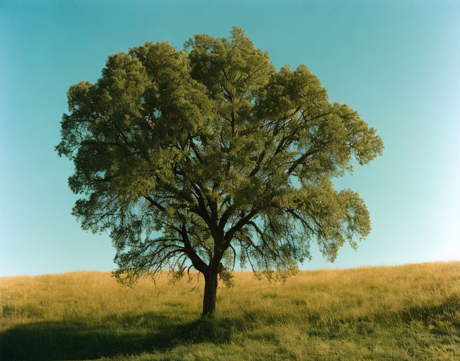 Majestic tree in sunlit field under clear blue sky