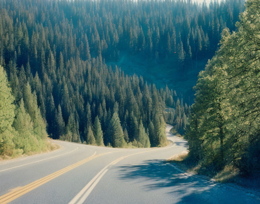 Scenic forest road through tall evergreen trees