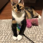 Calico Cat Relaxing on Beach with Colorful Toys