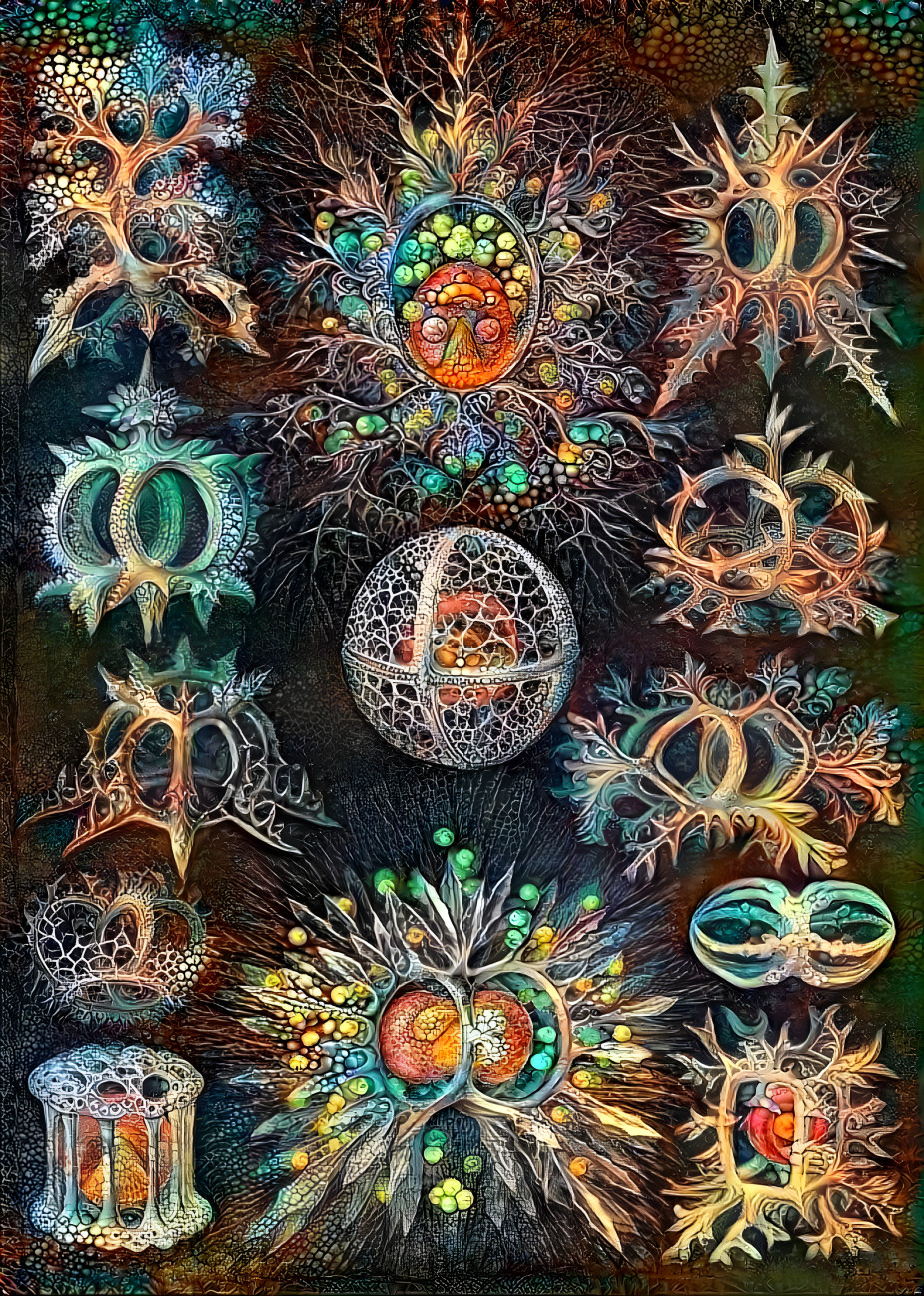  More Ernst Haeckel