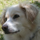 Detailed Golden Retriever Portrait Among Flowers and Foliage