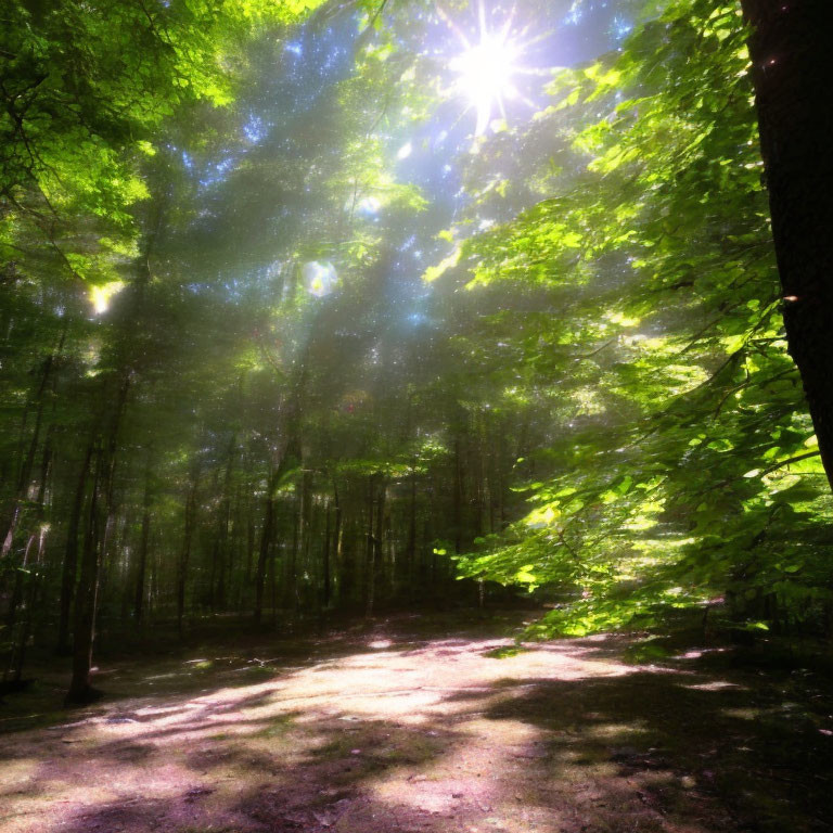 Verdant forest canopy with dappled sunlight on the floor