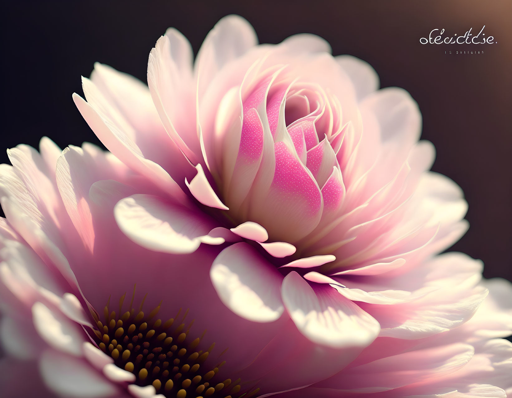 Delicate pink flower close-up with soft petals on dark background