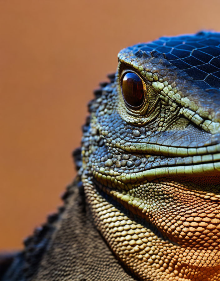 Detailed scales and focused eye of an iguana on orange background