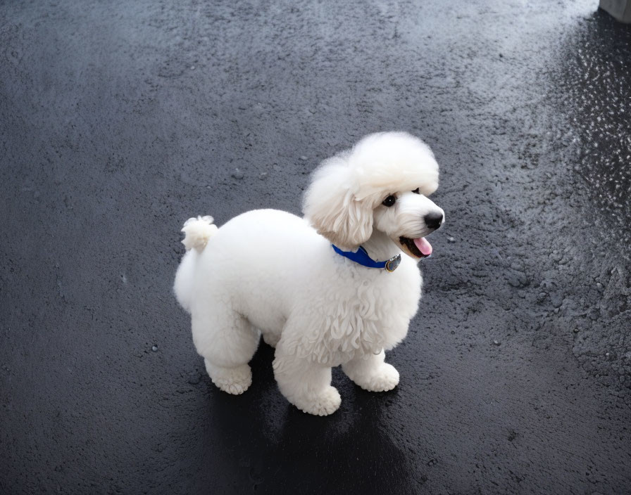 Fluffy white poodle with blue collar on wet asphalt