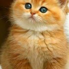 Fluffy Orange and White Cat with Blue Eyes Sitting and Gazing Upwards