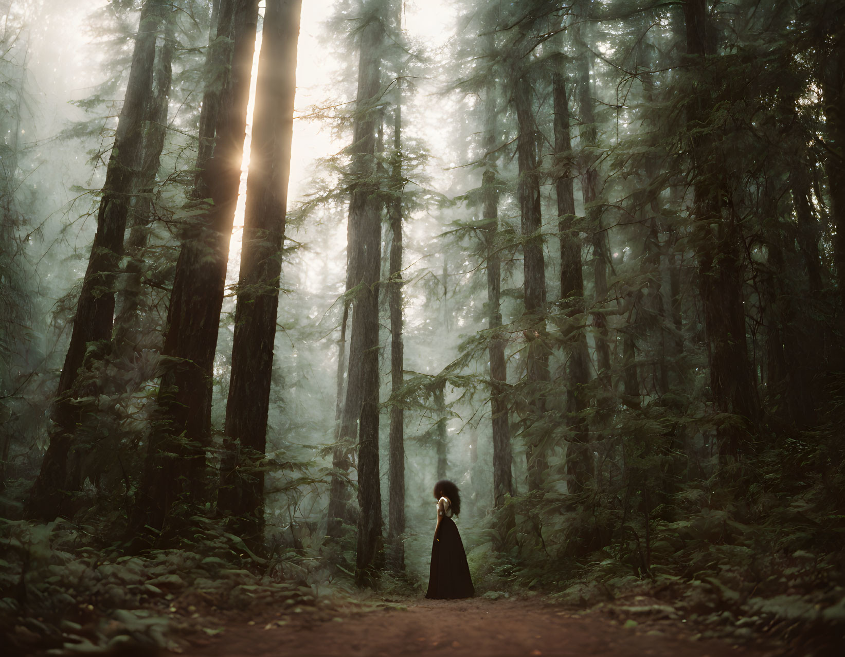 Serene forest path with towering trees and sunlight piercing through mist