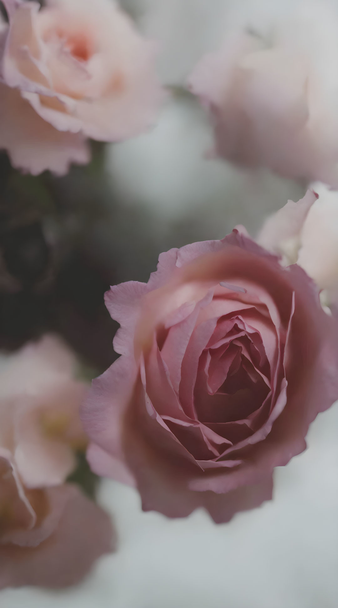 Delicate Pink Rose in Full Bloom against Blurred Floral Background