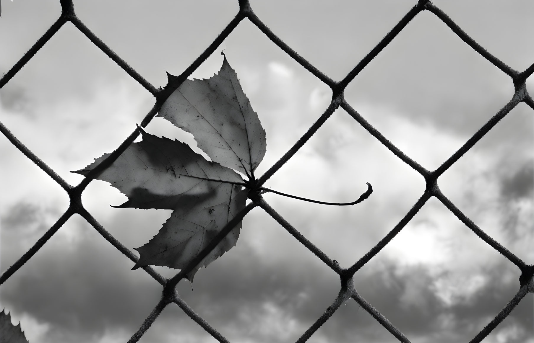 Withered leaf trapped in diamond-patterned chain-link fence under cloudy sky