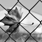 Withered leaf trapped in diamond-patterned chain-link fence under cloudy sky