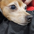 Brown dog with bright eyes petted gently, red flower behind ear.