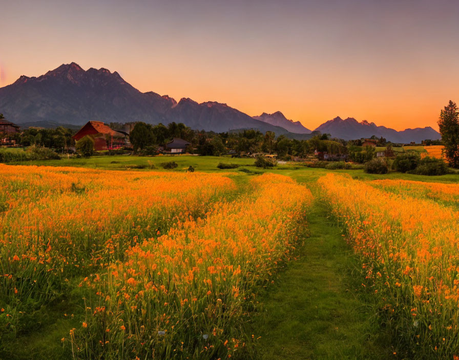 Vibrant orange sunset over wildflowers and mountains