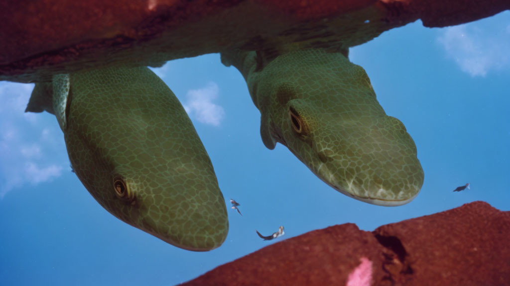 Green Moray Eels Hiding Under Rock Ledge in Clear Blue Water