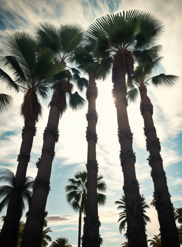 Palm trees silhouetted against sunlit sky with clouds